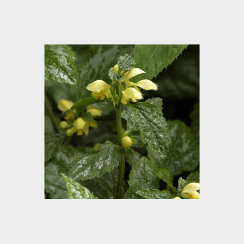 Lamiastrum galeobdolon Florentinum - Guldnlde