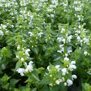 Lamium maculatum Album - Plettet Tvetand