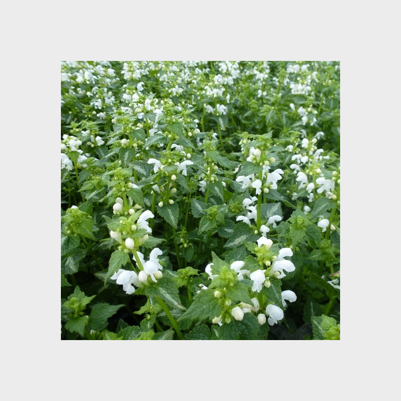 Lamium maculatum Album - Plettet Tvetand