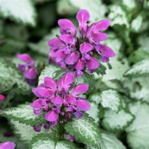 Lamium maculatum Beacon Silver - Plettet tvetand 