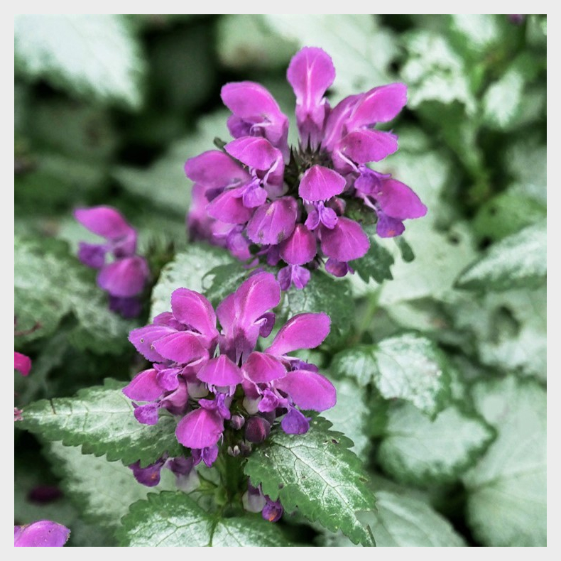 Lamium maculatum Beacon Silver - Plettet tvetand 