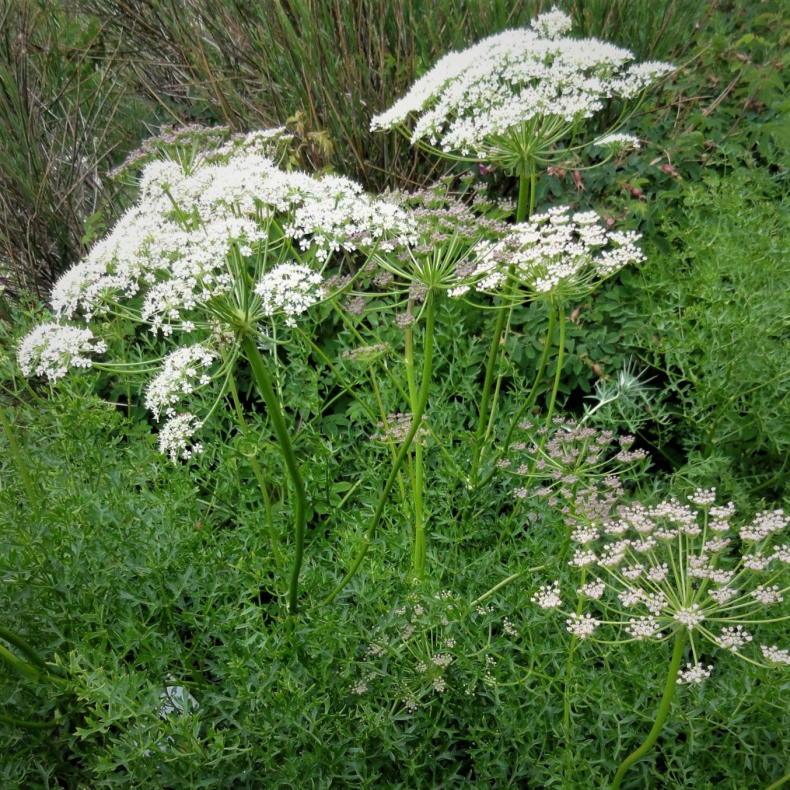 Laserpitium gallicum - Fransk Foldfr
