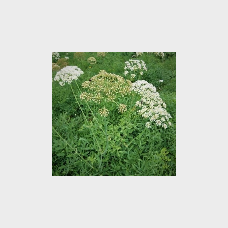 Laserpitium siler - Laserurt