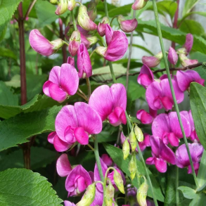Lathyrus latifolius Red Pearl - Staude �rteblomst