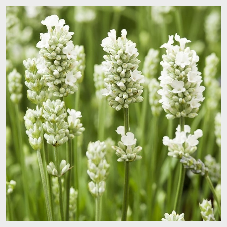 Lavandula angustifolia Alba - gte Lavendel