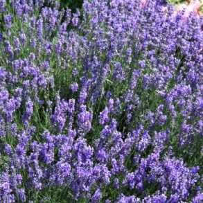 Lavandula angustifolia Dwarf Blue - Lavendel