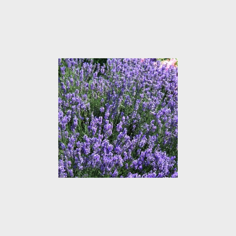 Lavandula angustifolia Dwarf Blue - Lavendel