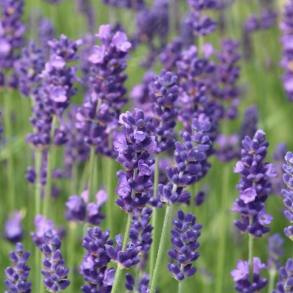 Lavandula angustifolia - �gte Lavendel