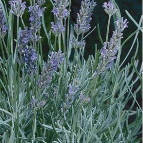 Lavandula intermedia Provence - Lavendel