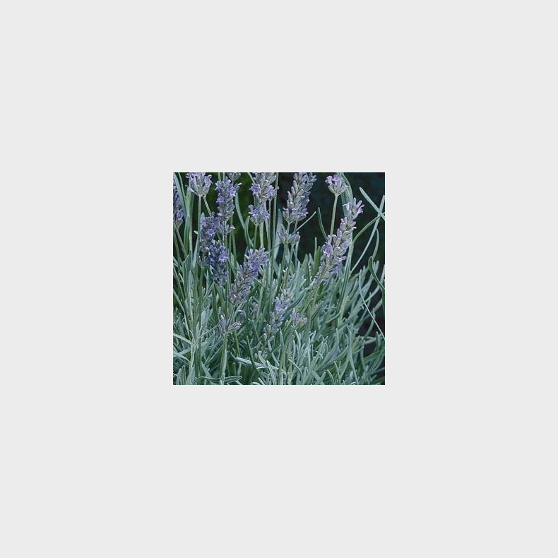 Lavandula intermedia Provence - Lavendel