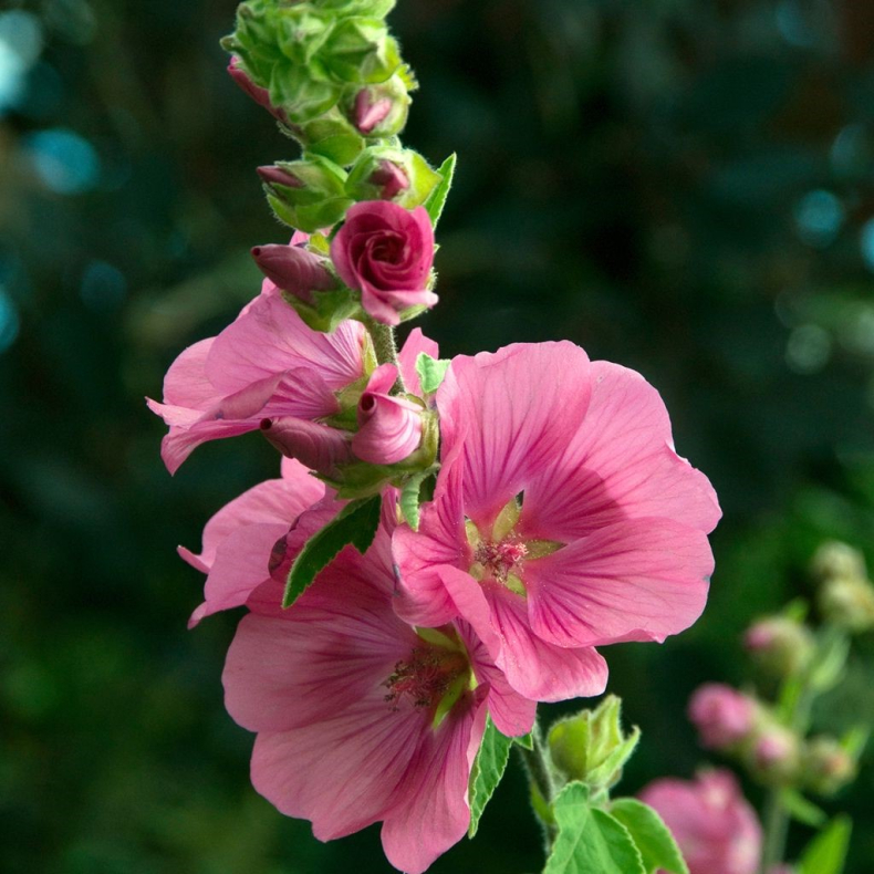 Lavatera olbia Burgundy Wine - Poppelrose 