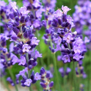 Lavandula angustifolia Essence Purple - Lavendel