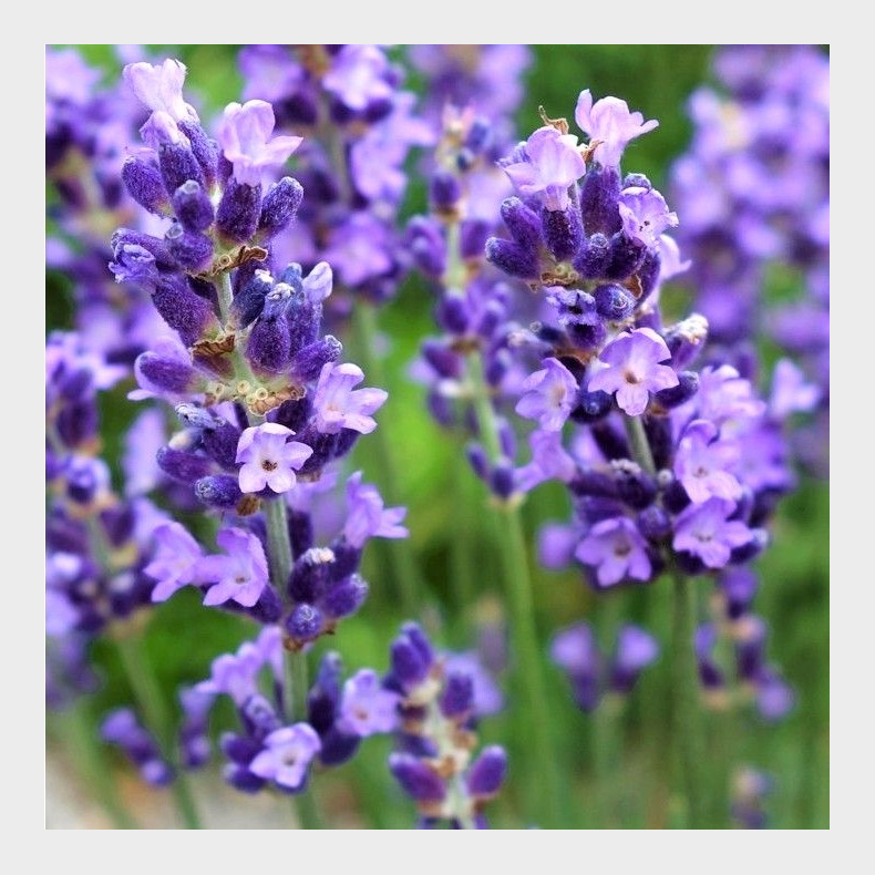 Lavandula angustifolia Essence Purple - Lavendel