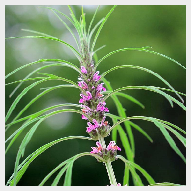 Leonurus sibiricus - Sibirisk Hjertespand 1-2 rig