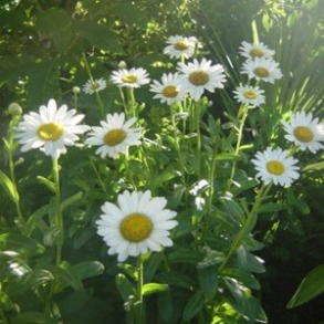 Leucanthemum superbum Becky - K�mpe Marguerit