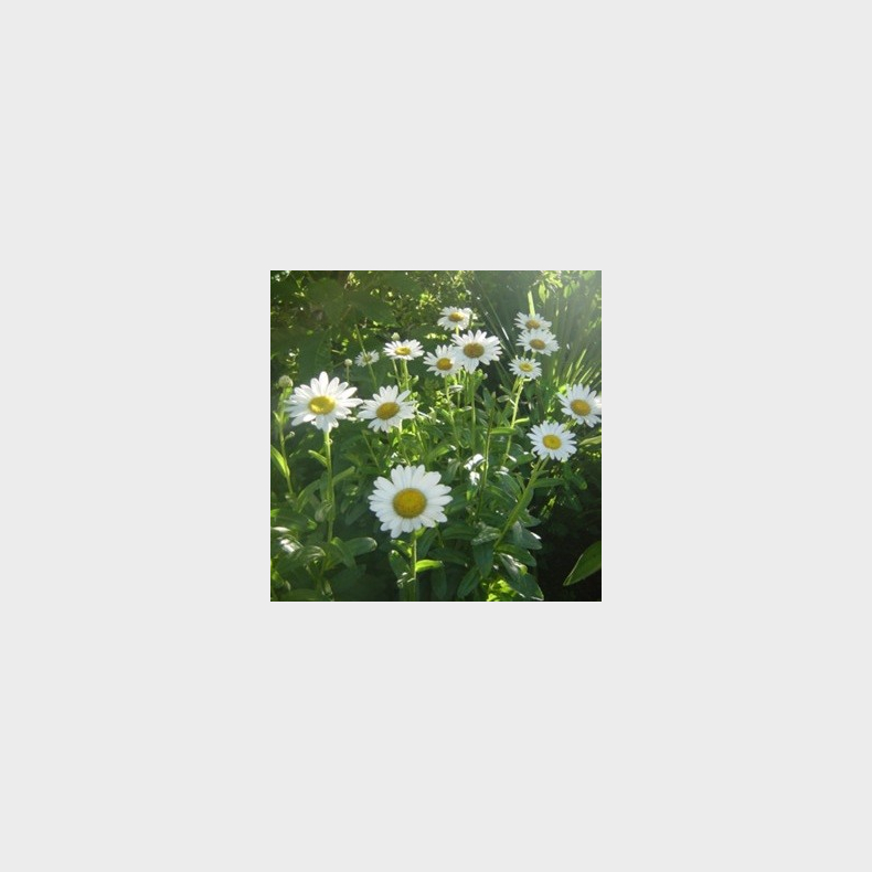 Leucanthemum superbum Becky - K�mpe Marguerit