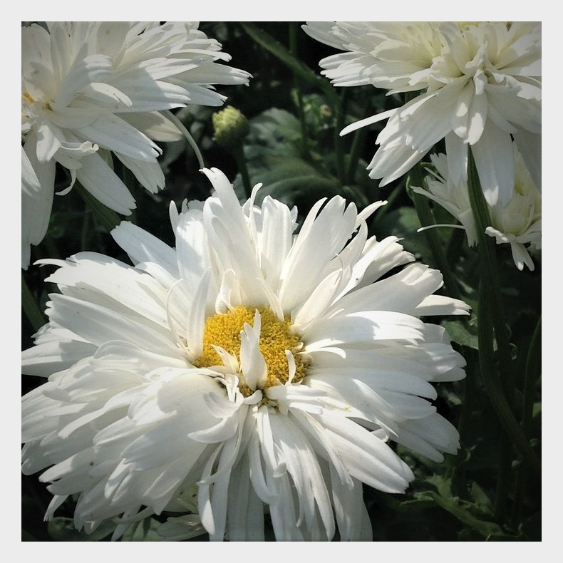 Leucanthemum superbum halvfyldt - Marguerit