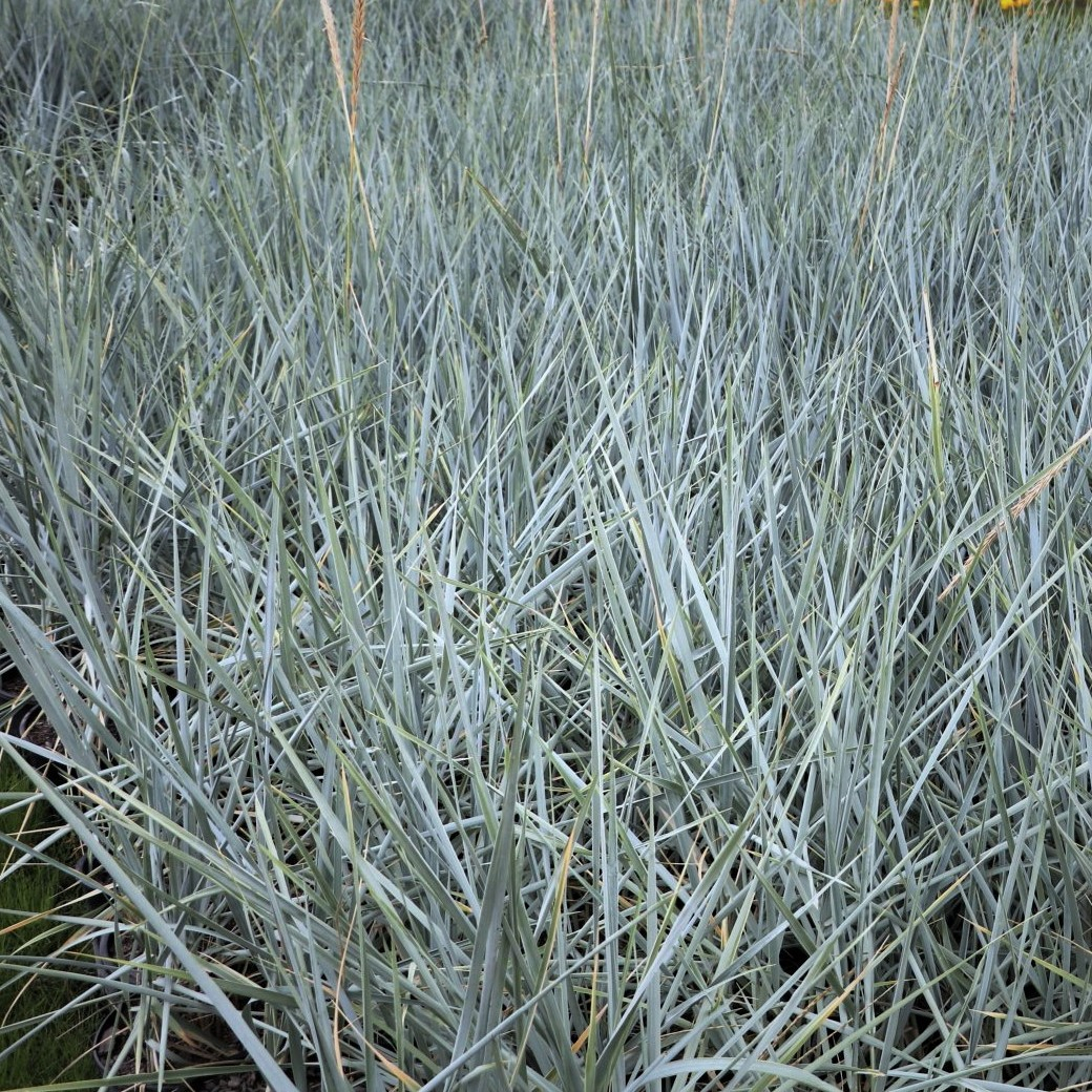 Marehalm | Leymus Arenarius Blue Dune | Staudemarken | Køb