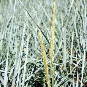 Leymus arenarius - Marehalm