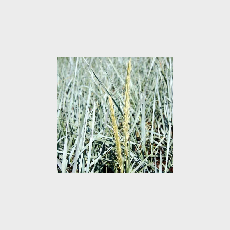 Leymus arenarius - Marehalm