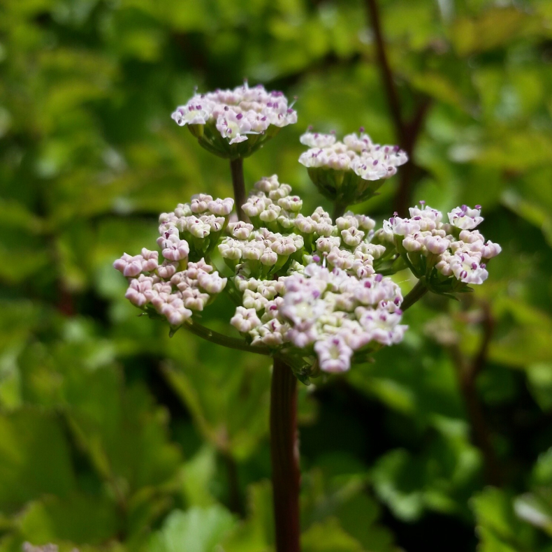 Ligusticum scoticum - Skotsk Lostilk Botanisk