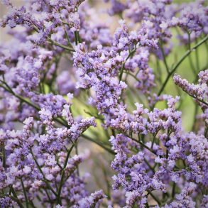 Limonium speciosum Dazzle Rocks - Hindeb�ger