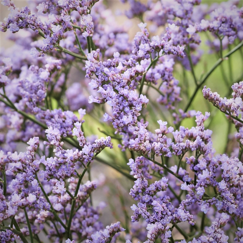 Limonium speciosum Dazzle Rocks - Hindeb�ger