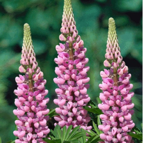 Lupinus Gallery Pink - Lupin