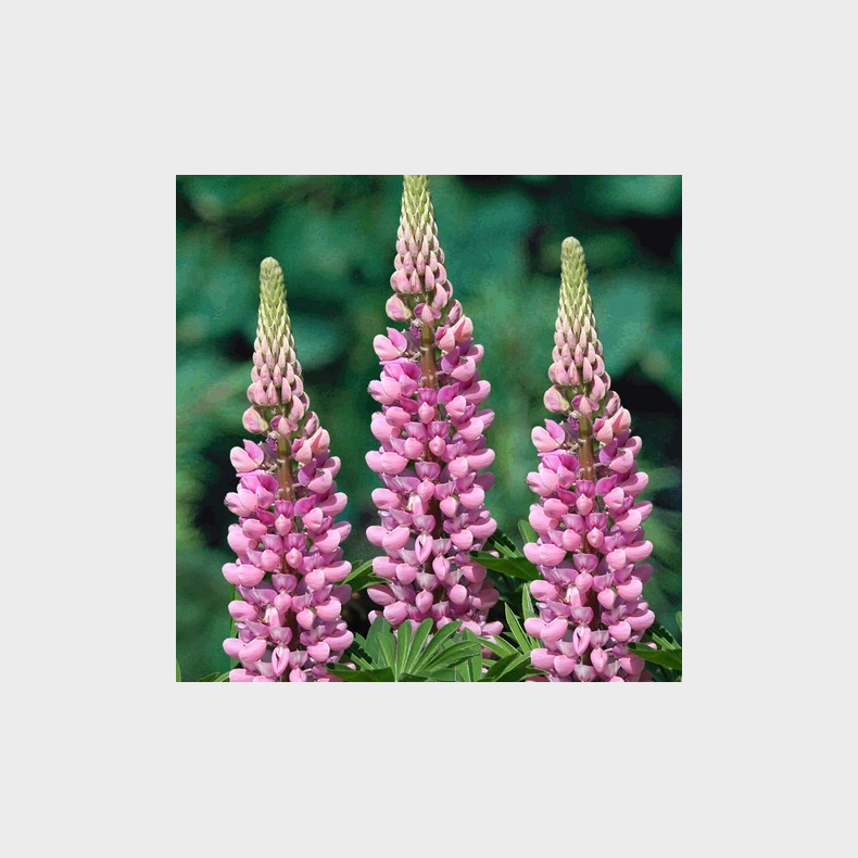 Lupinus Gallery Pink - Lupin