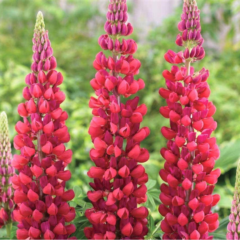 Lupinus Gallery Red - Lupin