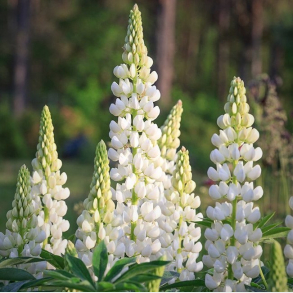 Lupinus Gallery White - Lupin