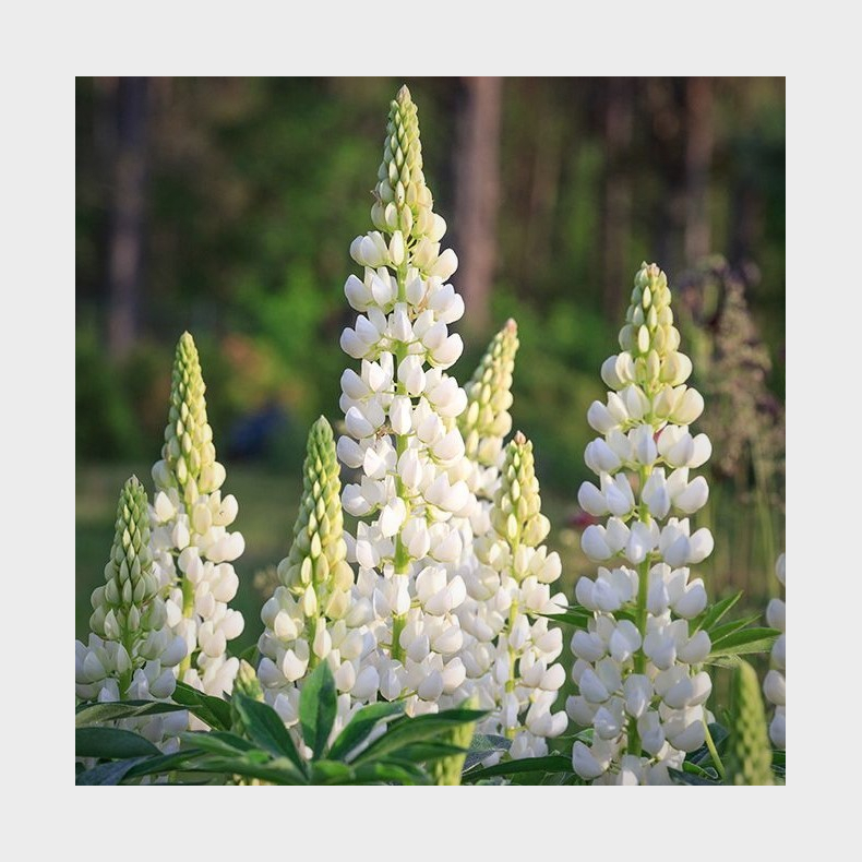 Lupinus Gallery White - Lupin