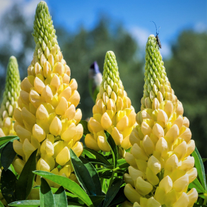 Lupinus polyphyllus Gallery Yellow - Lupin