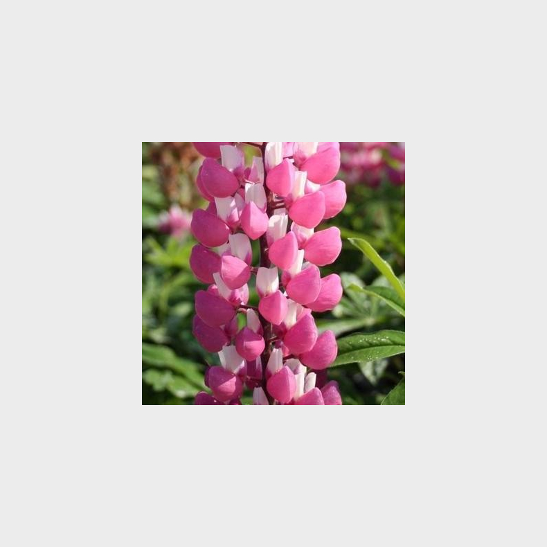 Lupinus  The Chatelaine - Lupin