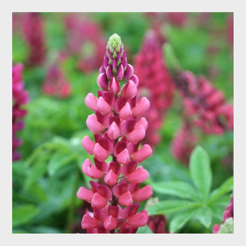 Lupinus The Pages - Lupin 