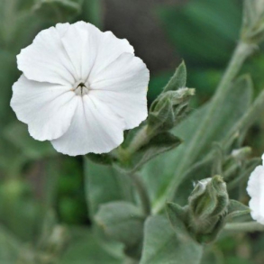 Lychnis coronaria Alba - Haveklinte