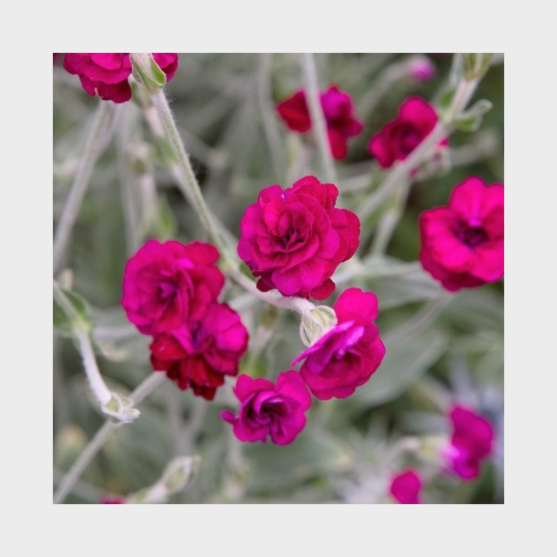 Lychnis coronaria Gardeners World - Haveklinte 1L