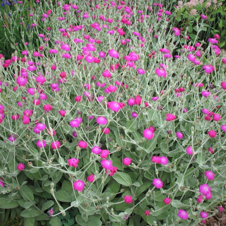 Lychnis coronaria - Kronelimurt - Haveklinte Fiksr nellike