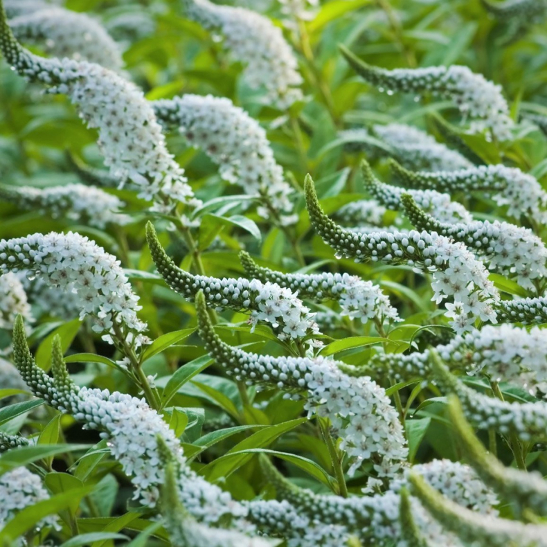 Lysimachia clethroides - Hvid fredls