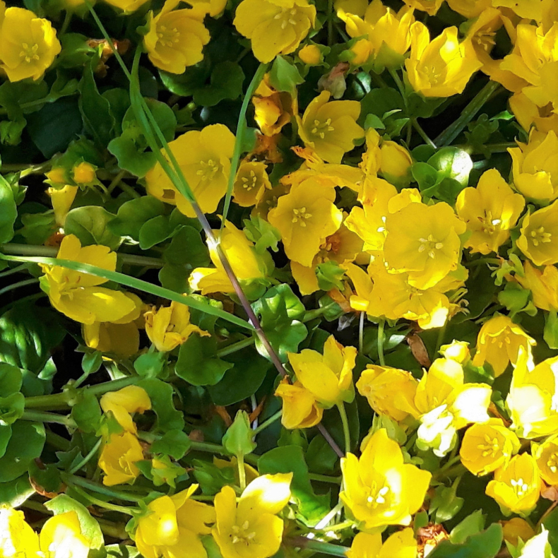 Lysimachia nummularia - Pengebladet Fredls
