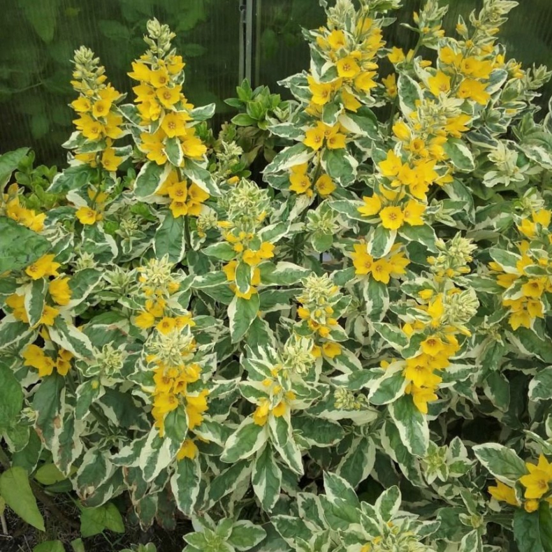 Lysimachia punctata Alexander - Fredls
