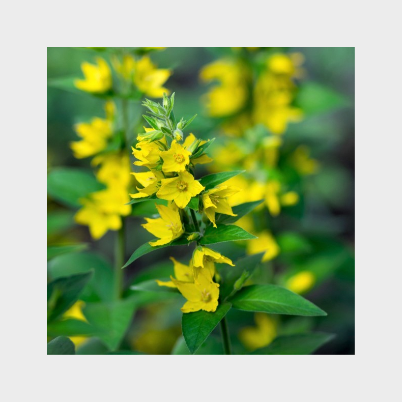 Lysimachia punctata Hometown Hero - Fredls