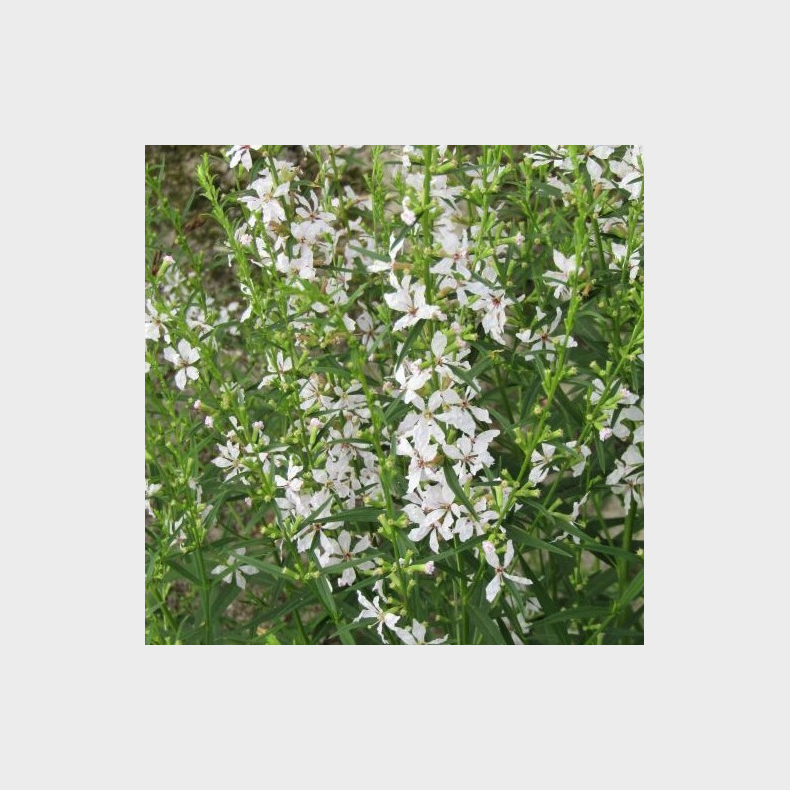 Lythrum virgatum White Swirl - Kattehale 