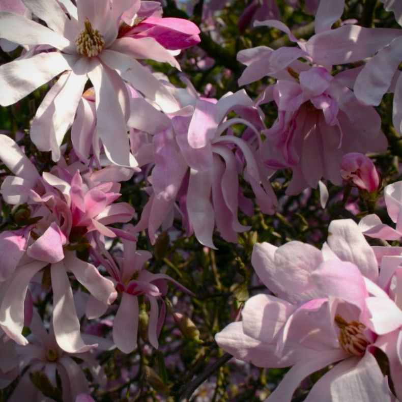 Magnolia loebneri Leonard Messel  - Stjernemagnolia 2L