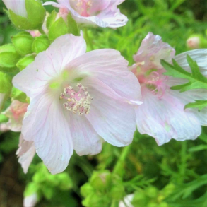 Malva moschata Appleblossom - Moskus katost 