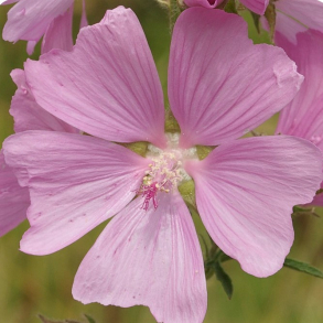 Malva moschata - Moskus katost 