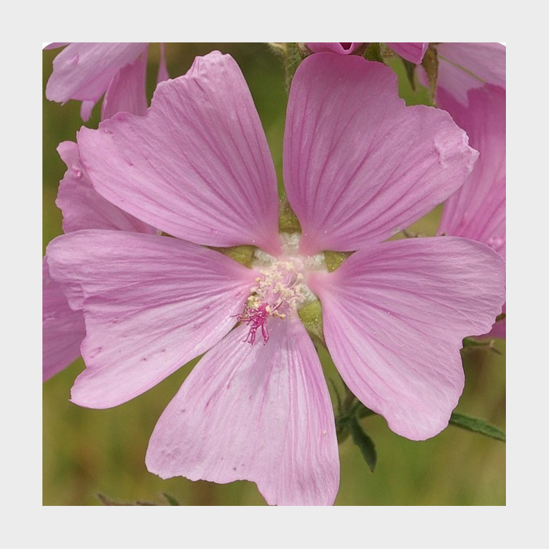 Malva moschata - Moskus katost 