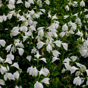 Mazus reptans Albus - Krybende Mazus