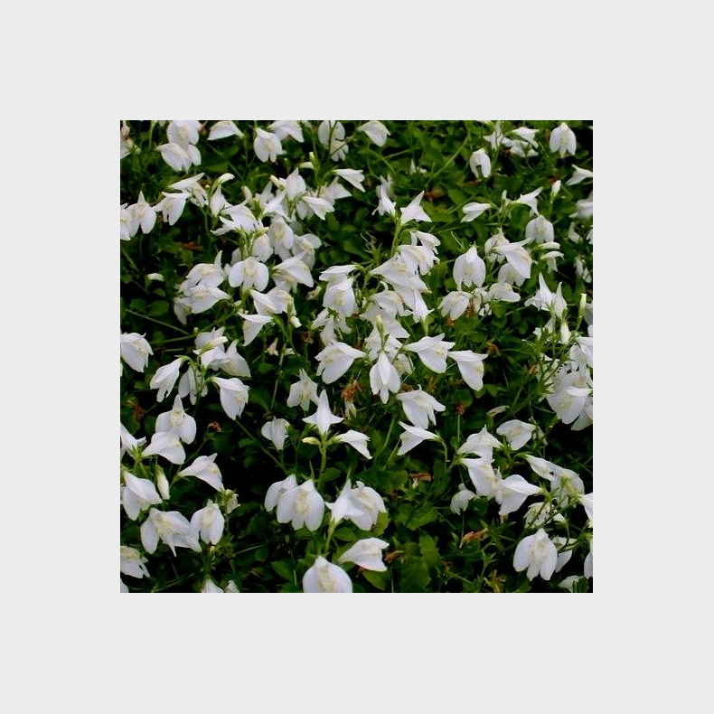 Mazus reptans Albus - Krybende Mazus