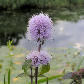 Mentha aquatica Marokkanische - Vandmynte
